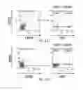 Fig. 28 - Pseudotyping of retroviral vectors, methods for production and use thereof for targeted gene transfer and high throughput screening