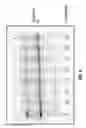 Fig. 06 - Targeted integration into the PPP1R12C locus