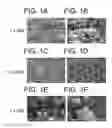 Fig. 02 - Enhanced throughput mineral coatings for optimization of stem cell behavior