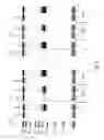 Fig. 09 - Sample preparation for nucleic acid amplification