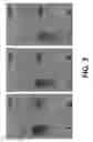 Fig. 04 - Nucleic acid detection kit and nucleic acid detection method using nanoparticles