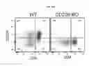 Fig. 59 - Systems and methods for sequencing T cell receptors and uses thereof