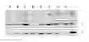 Fig. 01 - Pathology prognosis method
