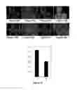 Fig. 07 - Pathology prognosis method