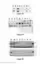 Fig. 12 - Pathology prognosis method