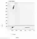 Fig. 14 - Diagnostic test system for specific, sensitive and reproducible detection of circulating nucleic acids in whole blood