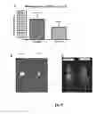Fig. 07 - Probiotic bifidobacterium strain