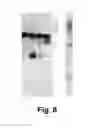 Fig. 09 - METHODS OF INHIBITING AA9 LYTIC POLYSACCHARIDE MONOOXYGENASE CATALYZED INACTIVATION OF ENZYME COMPOSITIONS