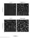 Fig. 09 - Modified Hydrocyanine Dyes for the Detection of Reactive Oxygen Species