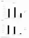 Fig. 17 - Human T cell line assay for evaluating the immunologic identity of glatiramer acetate preparations
