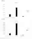 Fig. 20 - Human T cell line assay for evaluating the immunologic identity of glatiramer acetate preparations