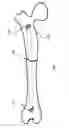 Fig. 02 - Simulated bone or tissue manipulation