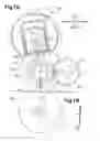 Fig. 08 - Fixing device having pressing member and gear arrangement