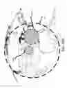 Fig. 77 - Access node for end-to-end beamforming communications system