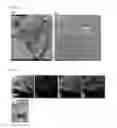 Fig. 05 - Method for preparing magnetic iron oxide-graphene composite