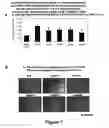 Fig. 08 - Protection of progenitor cells and regulation of their differentiation