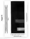 Fig. 13 - Protection of progenitor cells and regulation of their differentiation