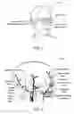 Fig. 02 - HEAD-MOUNTED DEVICE FOR CAPTURING PULSE DATA
