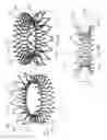 Fig. 48 - Replacement mitral valves