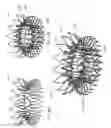 Fig. 53 - Replacement mitral valves