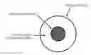 Fig. 01 - USE OF AN INJECTABLE ANTIMICROBIAL COMPOSITION FOR THE PREVENTION AND/OR TREATMENT OF OSTEOARTHRITIS