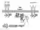 Fig. 01 - Crystalline form of (S)-N-(5-((R)-2-(2,5-difluorophenyl)-pyrrolidin-1-yl)-pyrazolo[1,5-A]pyrimidin-3-yl)-3-hydroxypyrrolidine-1-carboxamide hydrogen sulfate