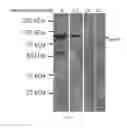 Fig. 18 - Compounds and compositions for ossification and methods related thereto