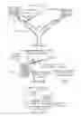 Fig. 04 - Reducing the reproductive capacity of mammals