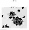 Fig. 02 - SUBSTANCE AND METHOD FOR MODULATING PROLIFERATION AND DIFFERENTIATION OF REGULATORY, STEM AND OTHER SOMATIC CELLS