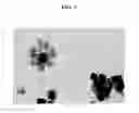 Fig. 04 - SUBSTANCE AND METHOD FOR MODULATING PROLIFERATION AND DIFFERENTIATION OF REGULATORY, STEM AND OTHER SOMATIC CELLS