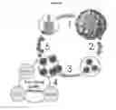 Fig. 94 - Processes for production of tumor infiltrating lymphocytes and uses of same in immunotherapy