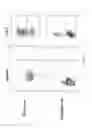 Fig. 44 - Use of oncolytic herpes simplex virus, alone or in combination with immune check-point inhibitor, in the treatment of cancer
