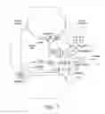 Fig. 02 - Sour Cherry Topical Therapeutic Formulations, Method of Manufacture and Method of Treatment of Human Osteoarthritis Symptoms