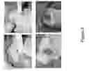 Fig. 10 - Soy-derived bioactive peptides for use in compositions and methods for wound healing, tissue engineering, and regenerative medicine