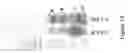 Fig. 14 - Soy-derived bioactive peptides for use in compositions and methods for wound healing, tissue engineering, and regenerative medicine