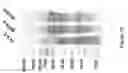 Fig. 16 - Soy-derived bioactive peptides for use in compositions and methods for wound healing, tissue engineering, and regenerative medicine