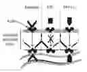Fig. 01 - Methods and pharmaceutical compositions for inducing immune tolerance by mucosal vaccination with Fc-coupled antigens