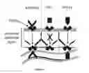 Fig. 02 - Methods and pharmaceutical compositions for inducing immune tolerance by mucosal vaccination with Fc-coupled antigens