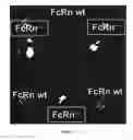Fig. 03 - Methods and pharmaceutical compositions for inducing immune tolerance by mucosal vaccination with Fc-coupled antigens