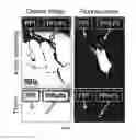 Fig. 04 - Methods and pharmaceutical compositions for inducing immune tolerance by mucosal vaccination with Fc-coupled antigens