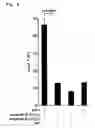 Fig. 07 - HLA-DR-binding antigen peptide derived from WT1