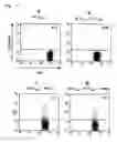 Fig. 09 - HLA-DR-binding antigen peptide derived from WT1