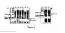 Fig. 03 - Human herpesvirus immunotherapy