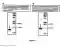 Fig. 08 - Human herpesvirus immunotherapy