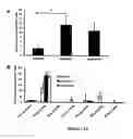 Fig. 13 - Human herpesvirus immunotherapy