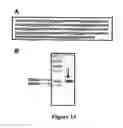 Fig. 14 - Human herpesvirus immunotherapy