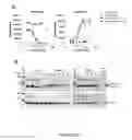 Fig. 28 - IL33 form, mutated forms of IL33, antibodies, assays and methods of using the same