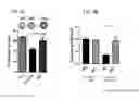 Fig. 18 - ISOFORM-SPECIFIC, CONTEXT-PERMISSIVE TGFB1 INHIBITORS AND USE THEREOF
