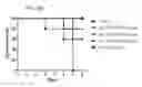 Fig. 40 - ISOFORM-SPECIFIC, CONTEXT-PERMISSIVE TGFB1 INHIBITORS AND USE THEREOF
