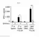 Fig. 11 - IL-26 inhibitors